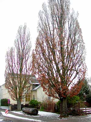 Synagogue Platz 1  1 Synagogue Place